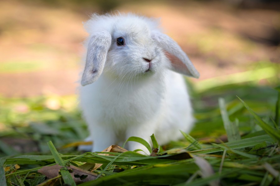 A alimentação dos coelhos