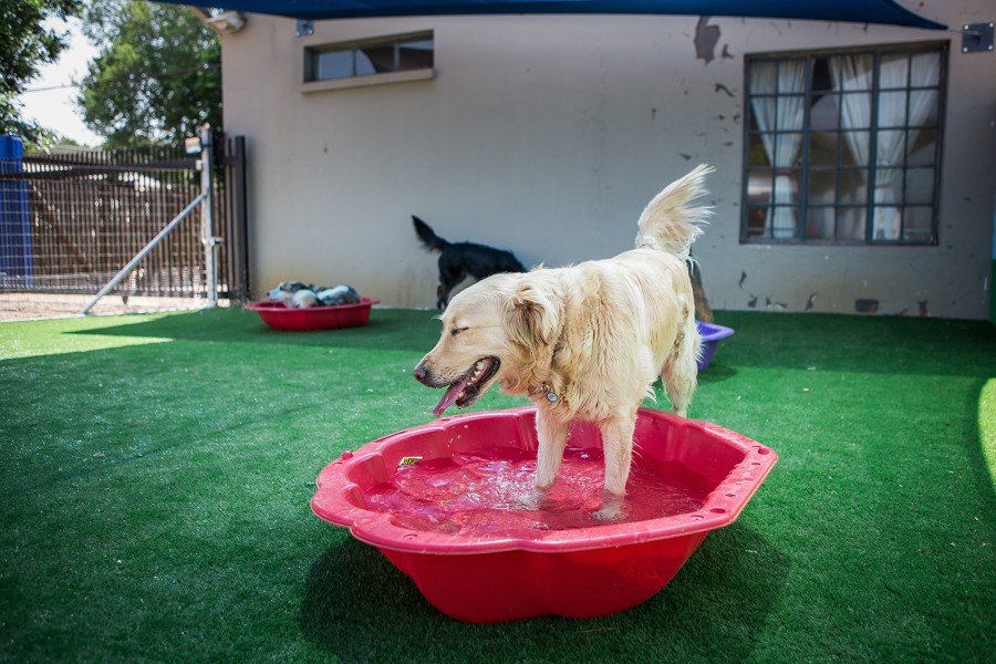 O calor e os cães